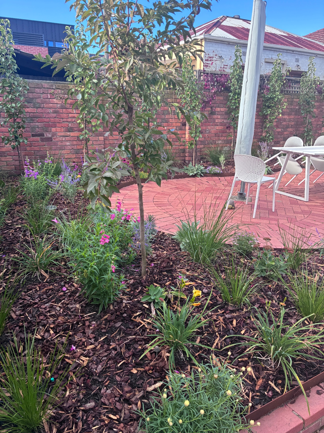 Inner-city courtyard garden — circular red brick paving framed by layered perennial planting, espaliered fruit trees and a heritage brick wall
